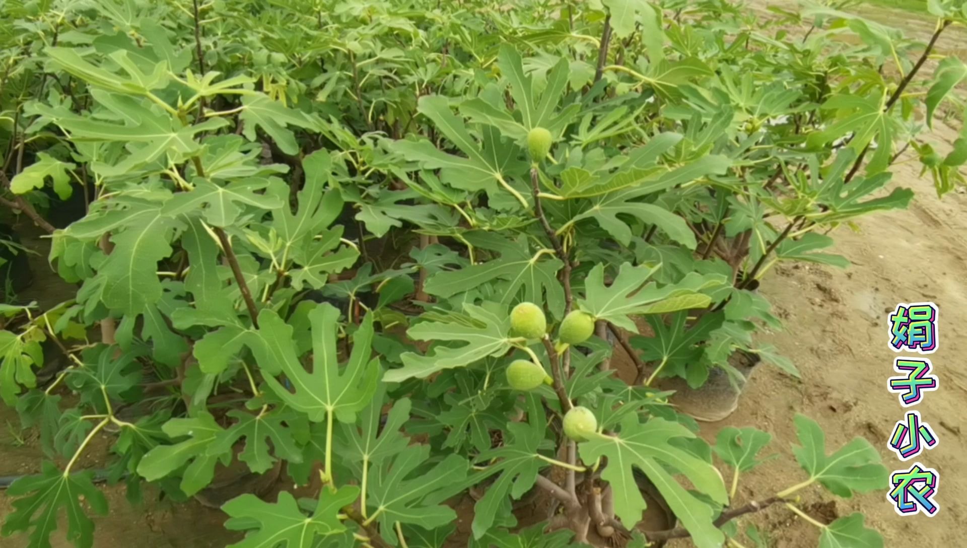 口感最好是青皮,挂果最多是紫果,怎么分辨?叶子和果各不同哔哩哔哩bilibili