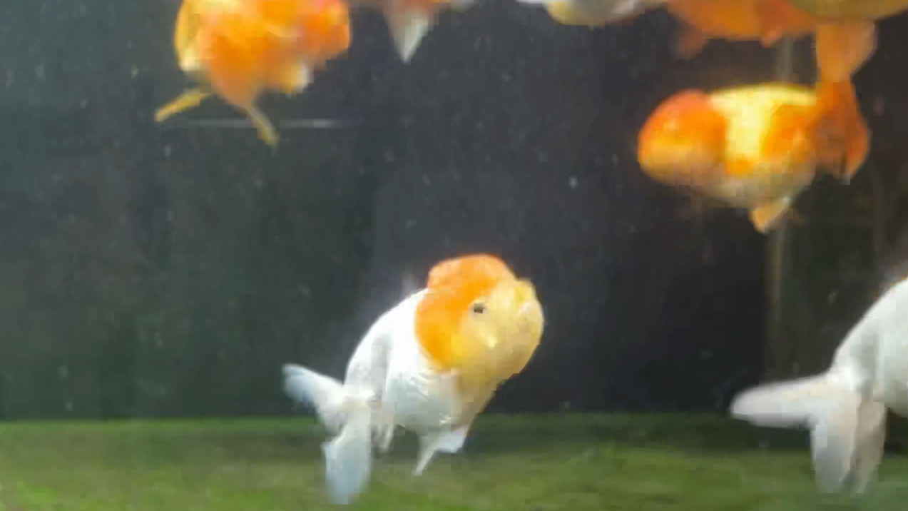 可爱的小虎头金鱼