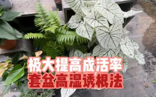 高湿诱根缓苗法，极大提高植物成活率