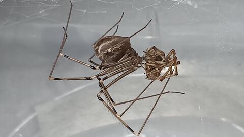 Giant Spider Wire Sculpture. 