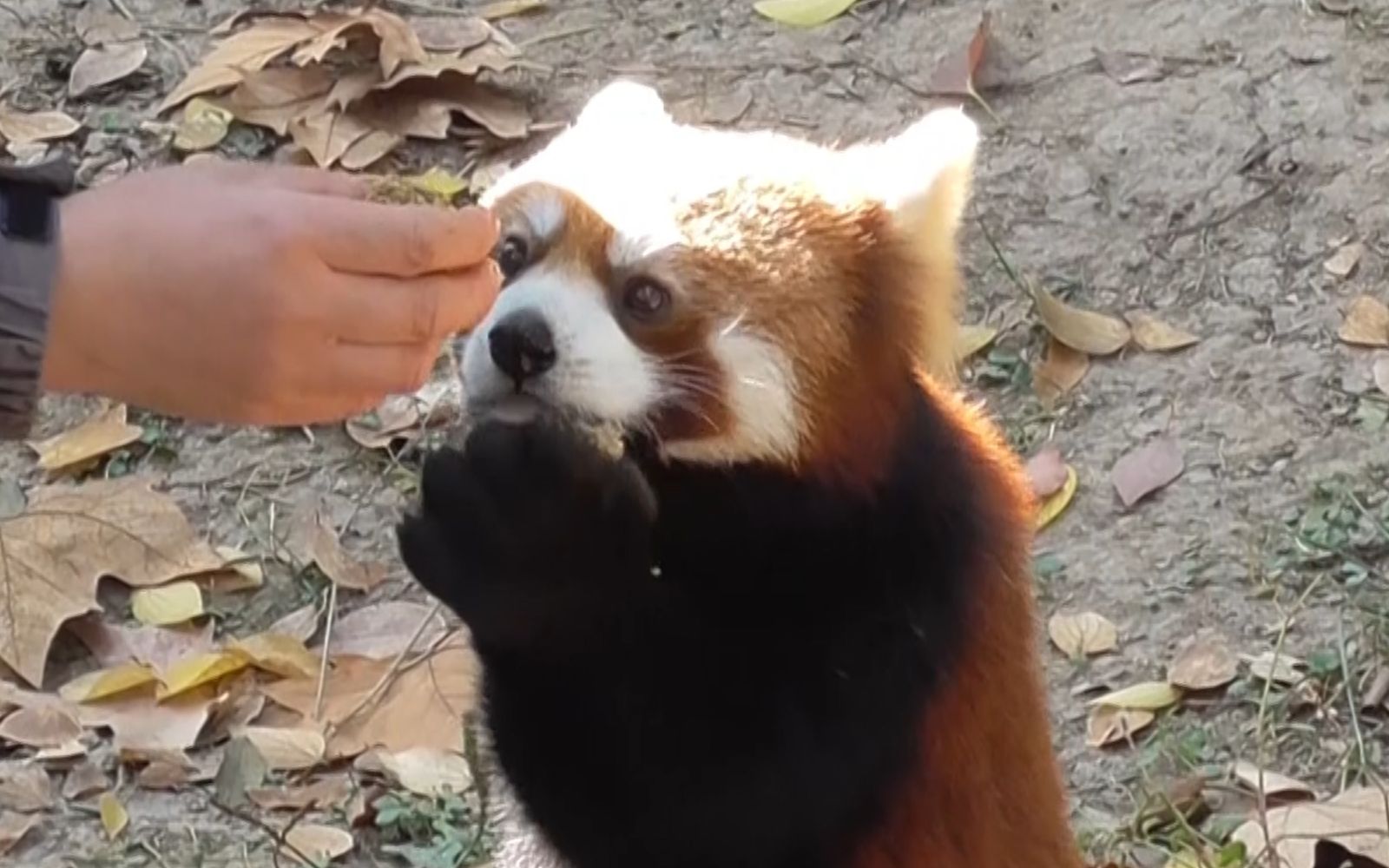 可爱肥厚的小熊掌急着要吃的扯奶妈麦线的小熊猫