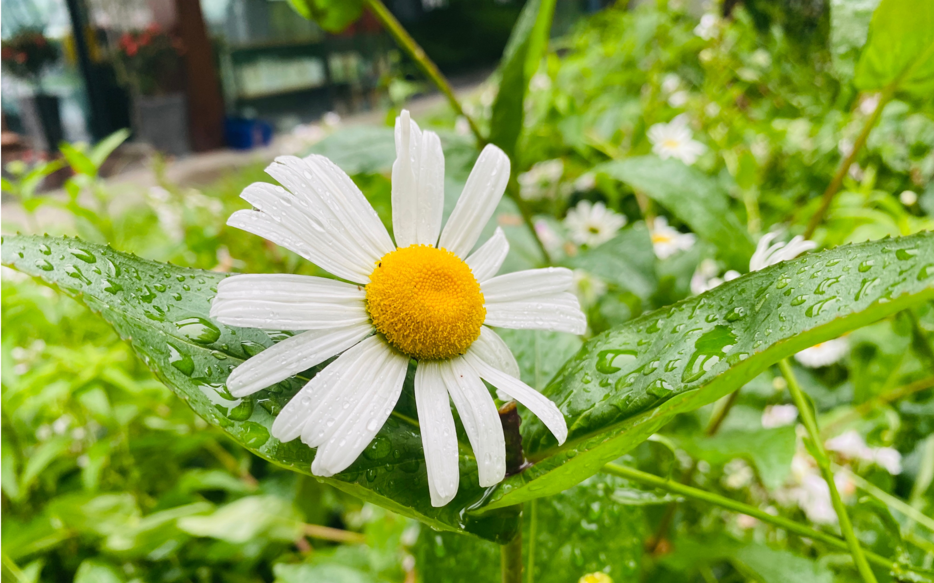 记录真实生活 #下雨天 #初夏的味道
