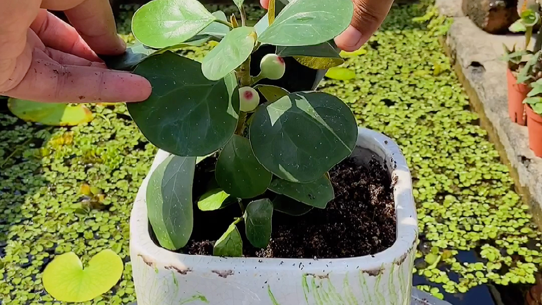 [图]一花一世界，一叶一菩提，小盼菩提好养又漂亮，建议大家都可以养一盆