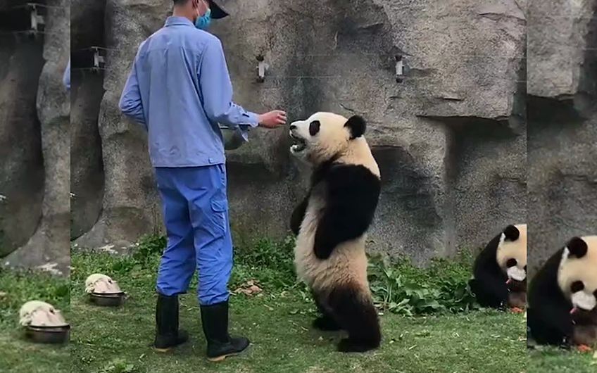 大熊猫站立叉腰图片图片