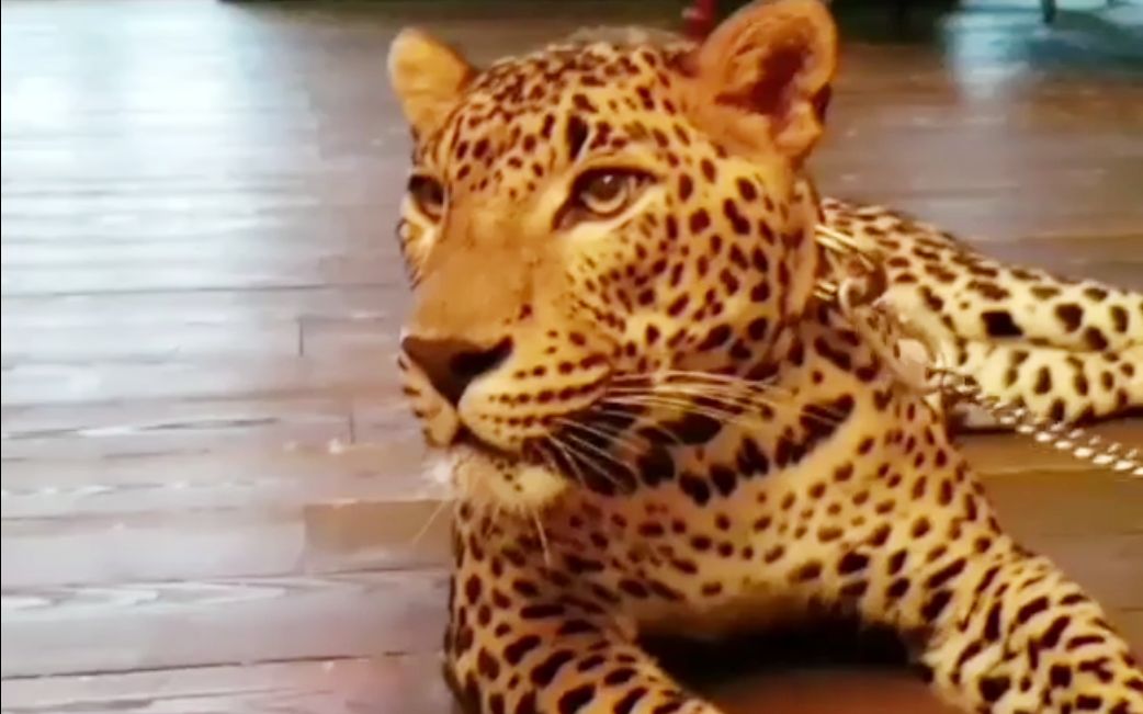 第一次面对镜头,有点紧张.【花豹凯撒】