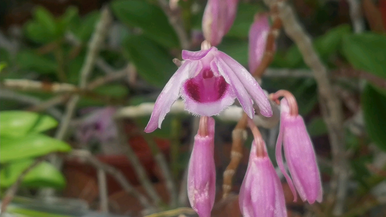 檀香石斛(广西檀香石斛)