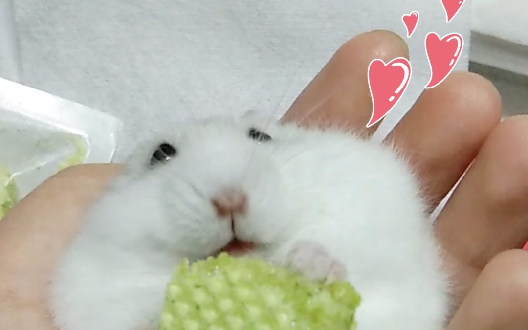 小仓鼠吃饼干 吧唧吧唧吧唧嘴 萌化了