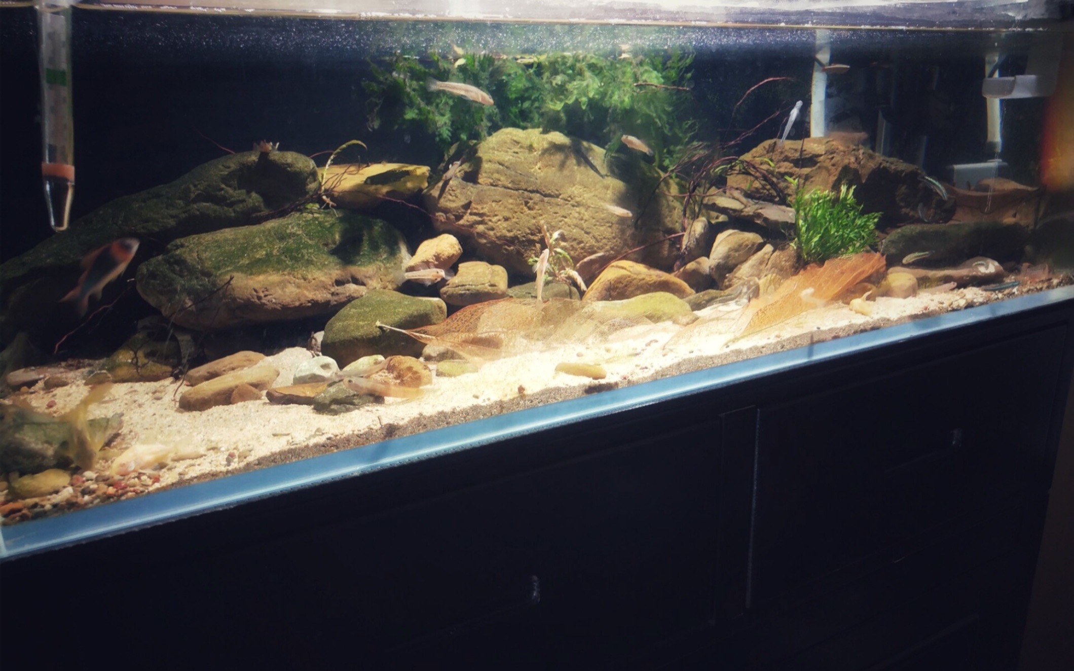 特别有意境的一个原生矮缸,为大佬点赞.