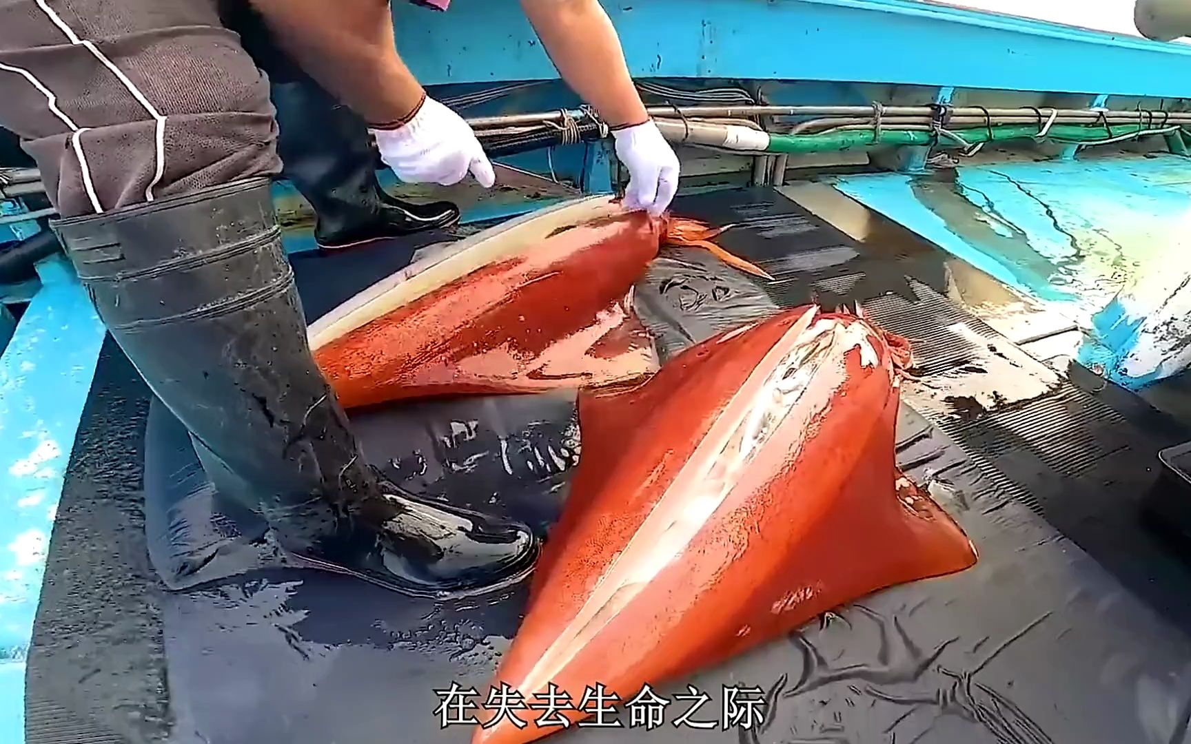 海钓捕捉超大的菱鳍鱿鱼,一次抓上好几条,肉质太鲜美了!