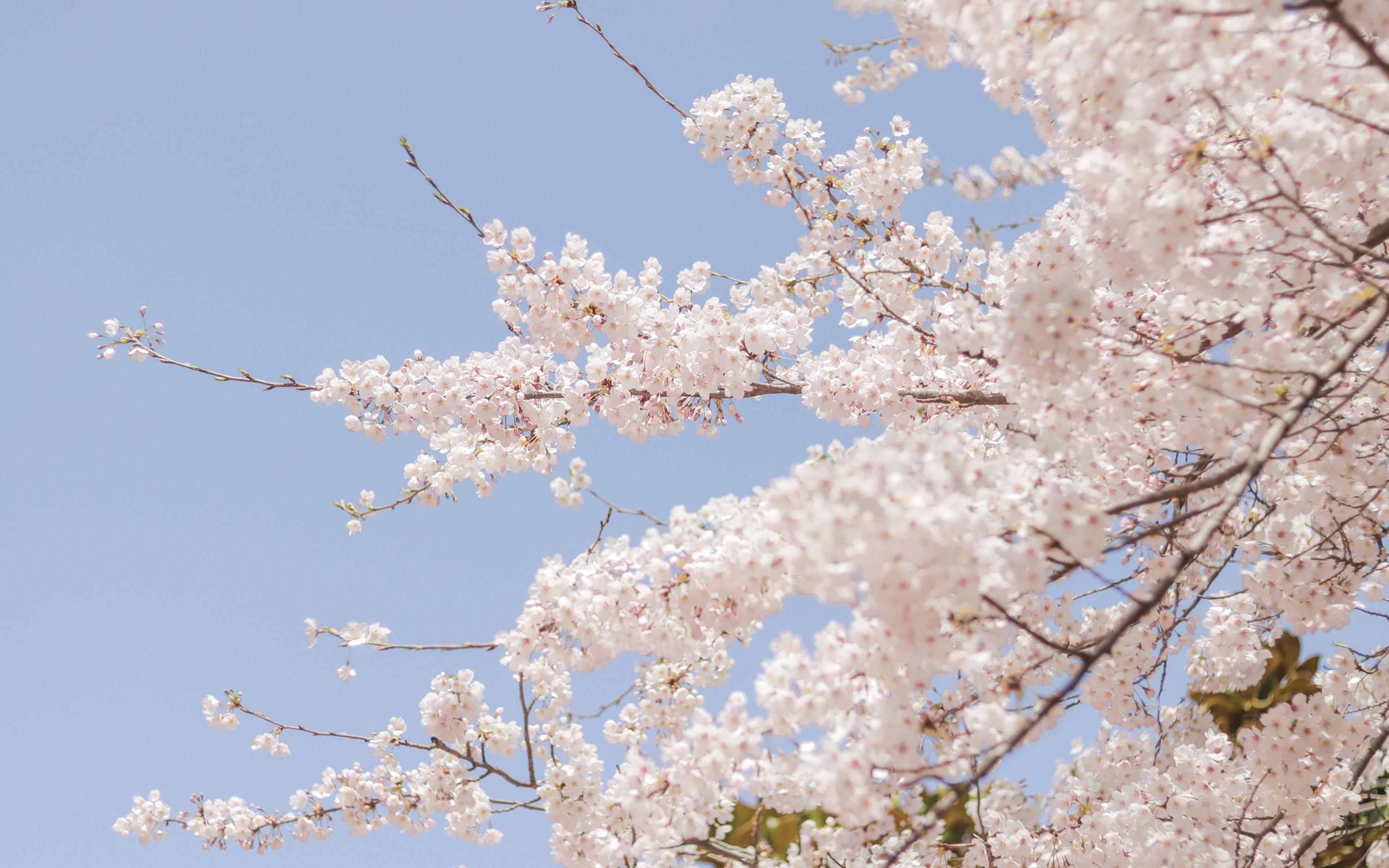 摄影集青岛中山公园的晴天樱花