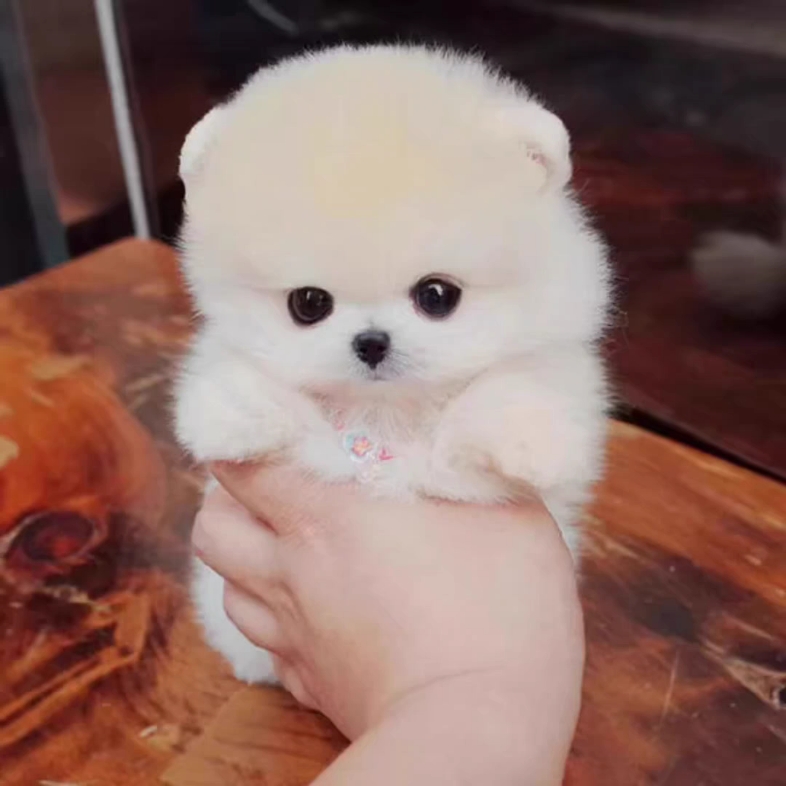 茶杯犬宠物真狗纯种博美幼犬宠物狗狗活物狗仔小狗幼犬迷你小奶狗