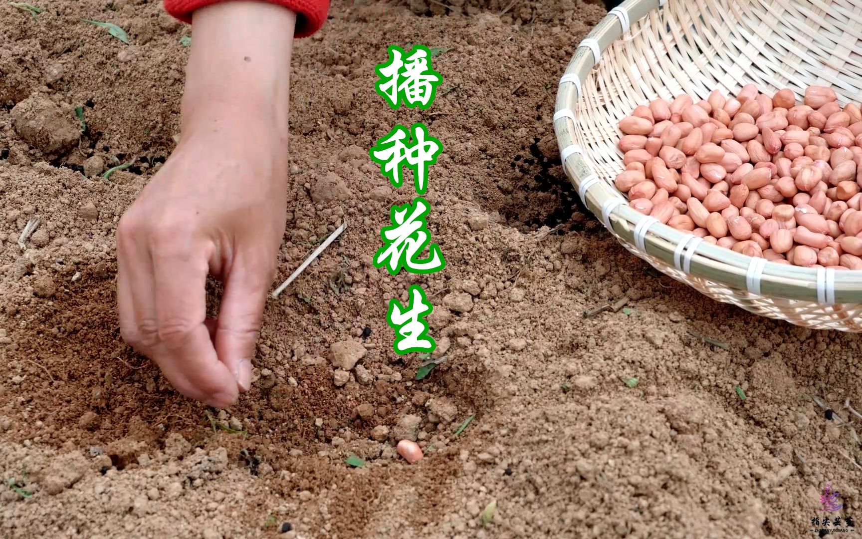 在土中播下花生种子在田间喝几杯清茶听林中的鸟儿吟唱满怀对收获的