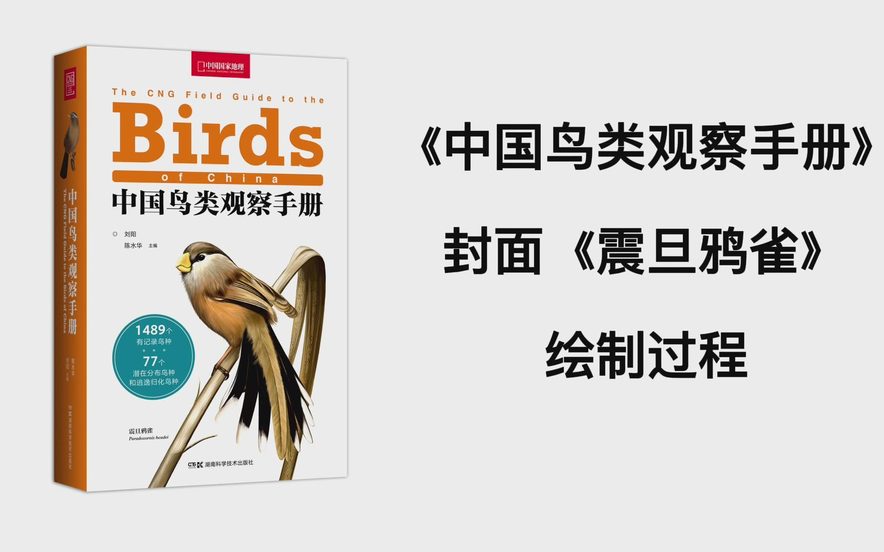 [图]《中国鸟类观察手册》封面图《震旦鸦雀》绘制过程