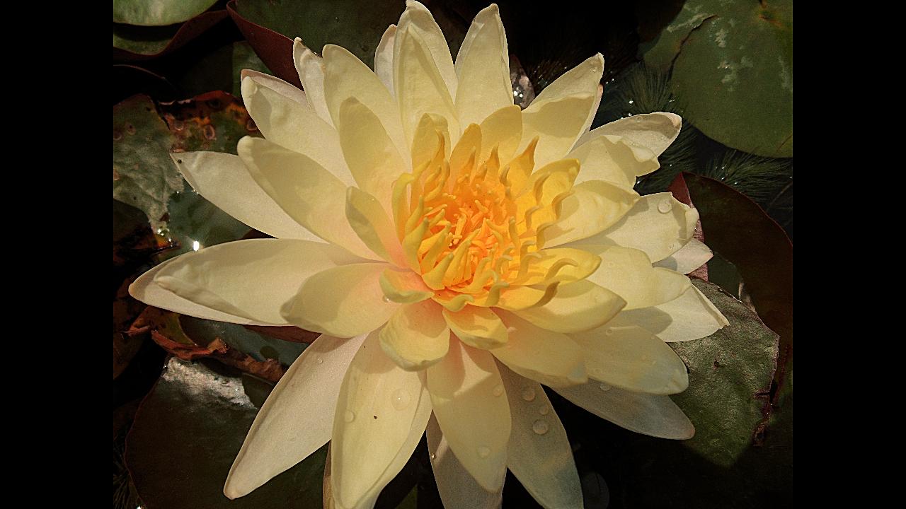 猫咪爱上园艺bilibili61夏78耐寒睡莲品种乌汶开花了