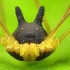 【鬼谷闲谈】螯肢动物番外：演化老司机蜱螨亚纲