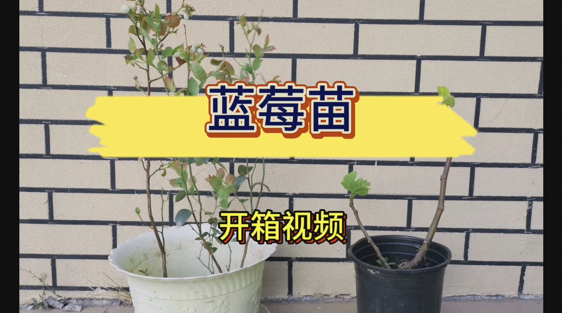 蓝莓苗的栽培及管理方法