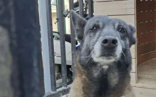 Скачать видео: 曾经是警犬，但是现在实在不知道怎么挽回它的形象了