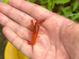 Скачать видео: 红色的虾有人见过吗？