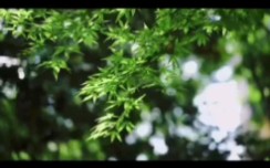 [图]今年也会有花瓣雨吗