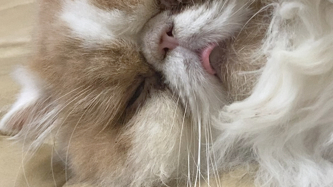 加菲猫的小舌头,每次看到就很想上手,控制不住的那种