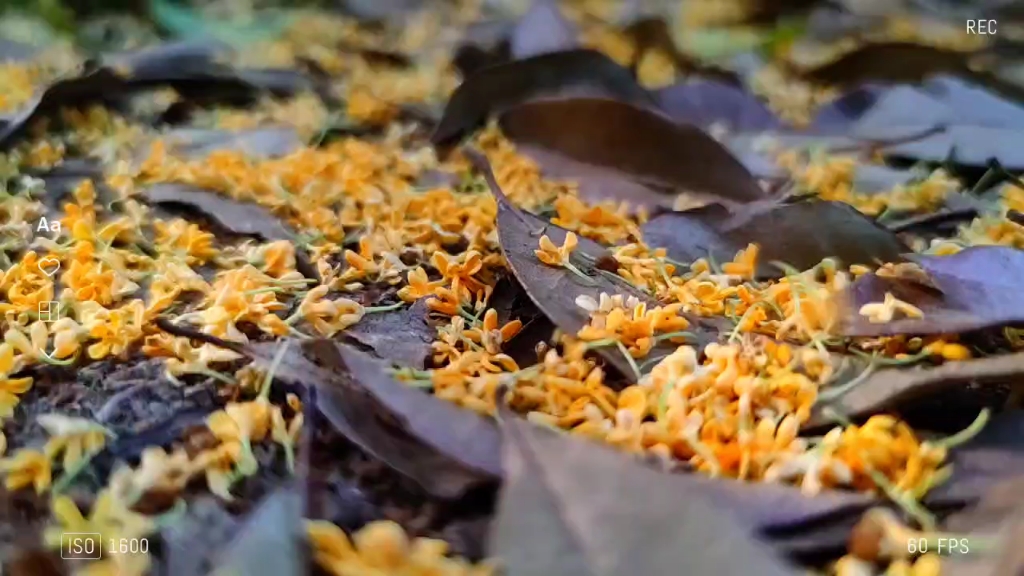 [图]满觉陇的桂花落了