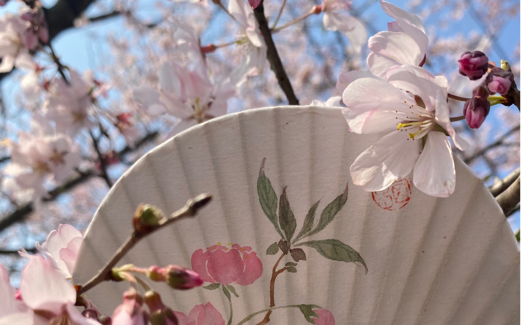 【中国画】原创手绘樱花小团扇