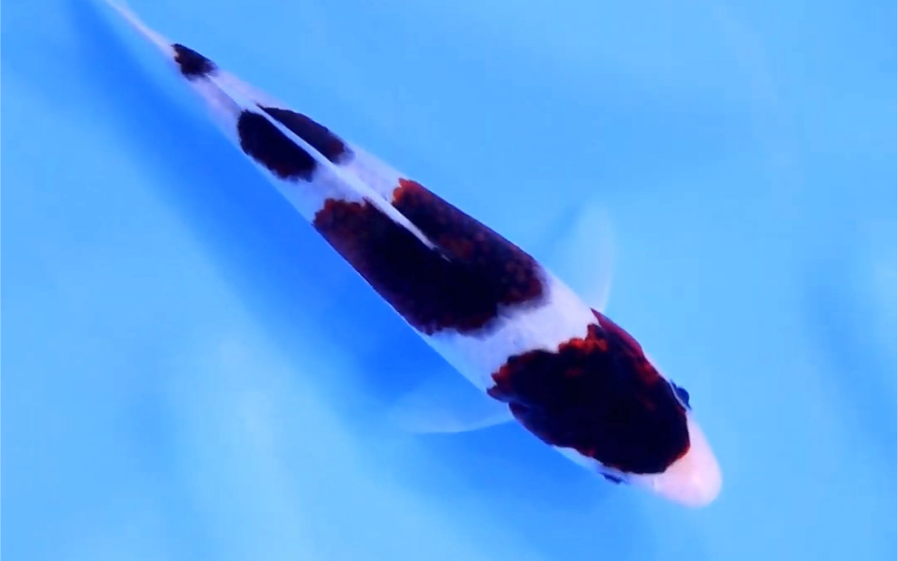 大塚四段衣锦鲤,两岁二十公分葡萄衣观赏鱼.