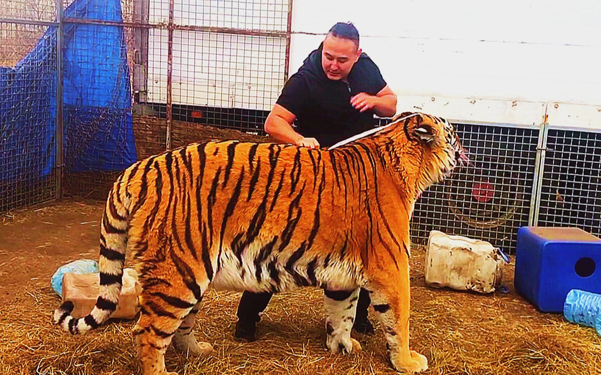 活动作品如何给老虎量身高