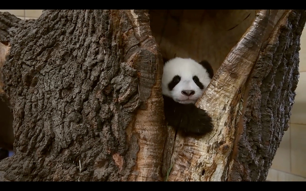 树洞里的好奇宝宝