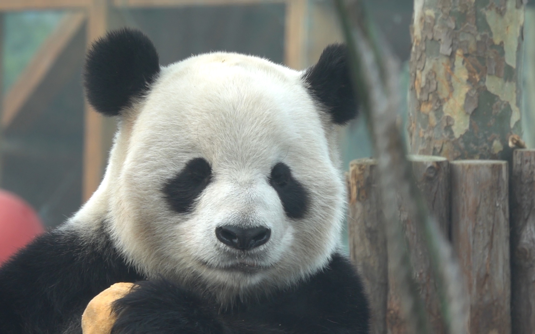 活动  (大熊猫银柯)还是我爱的那个靓仔柯