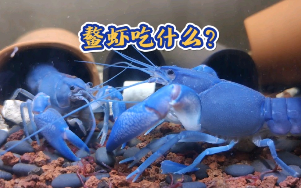 鳌虾是杂食性生物,几乎啥也吃,今天安排个红虫大餐哔哩哔哩bilibili