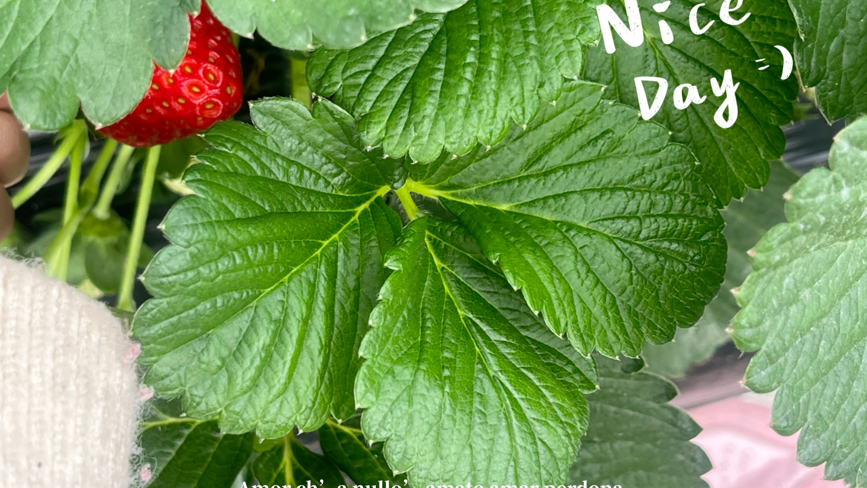 希望我们都能莓心莓肺,开开心心莓一天