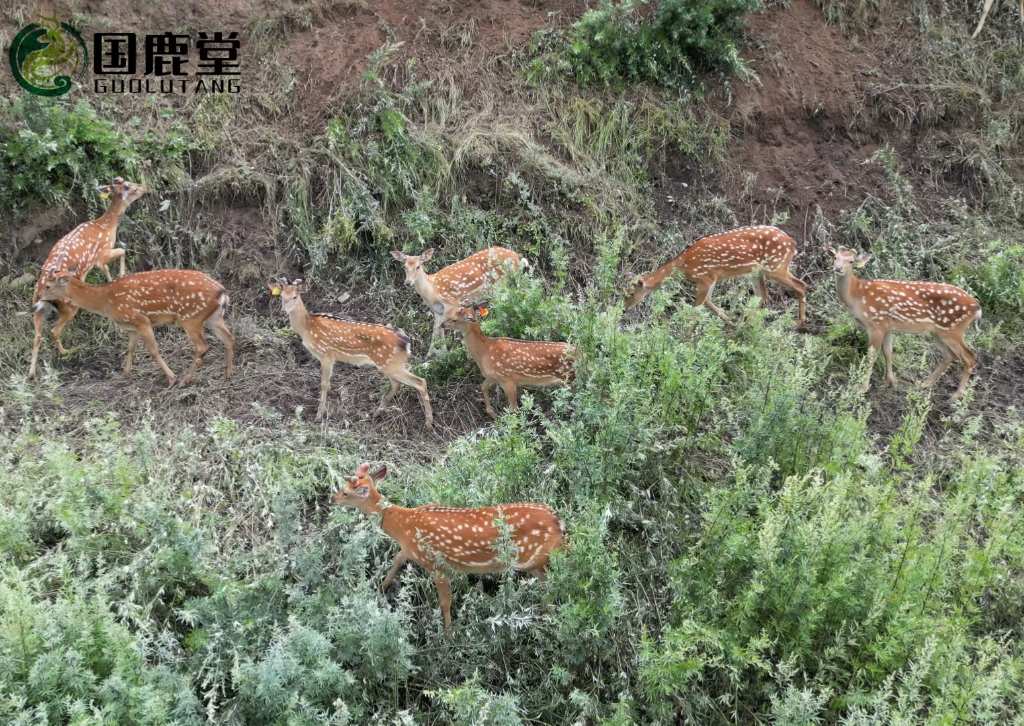 【国鹿堂3】最新视频上线,求关注!