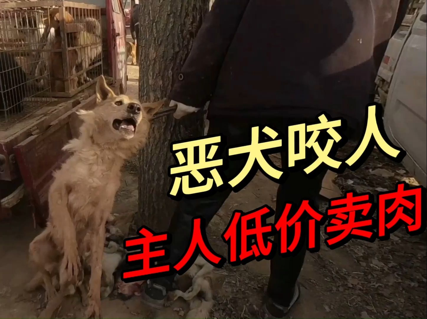 一条咬人的恶犬被贩卖,铁夹下狗子险些窒息,一路拖上狗贩的车