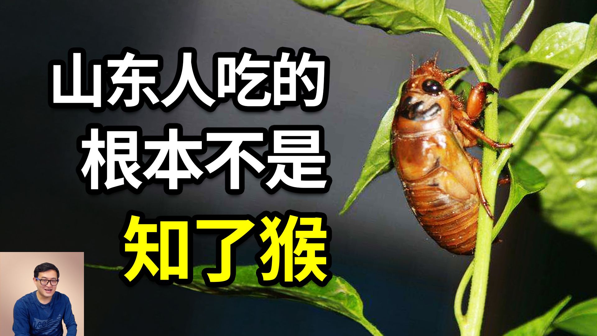 全网都错了！山东人吃的炸金蝉，根本就不是知了猴！周期蝉每221年超级爆发，竟然也是错的？蝉鸣和僵尸蝉的疯狂真相……