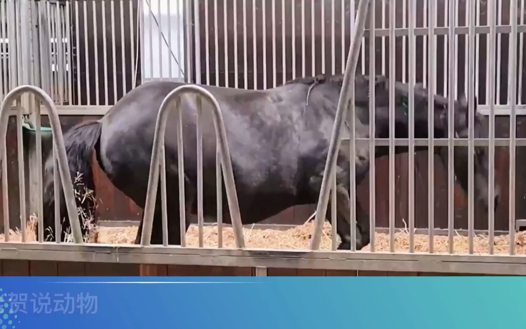 母馬生產小馬駒卻難產喪子女主人心疼母馬給馬媽媽找來新兒子