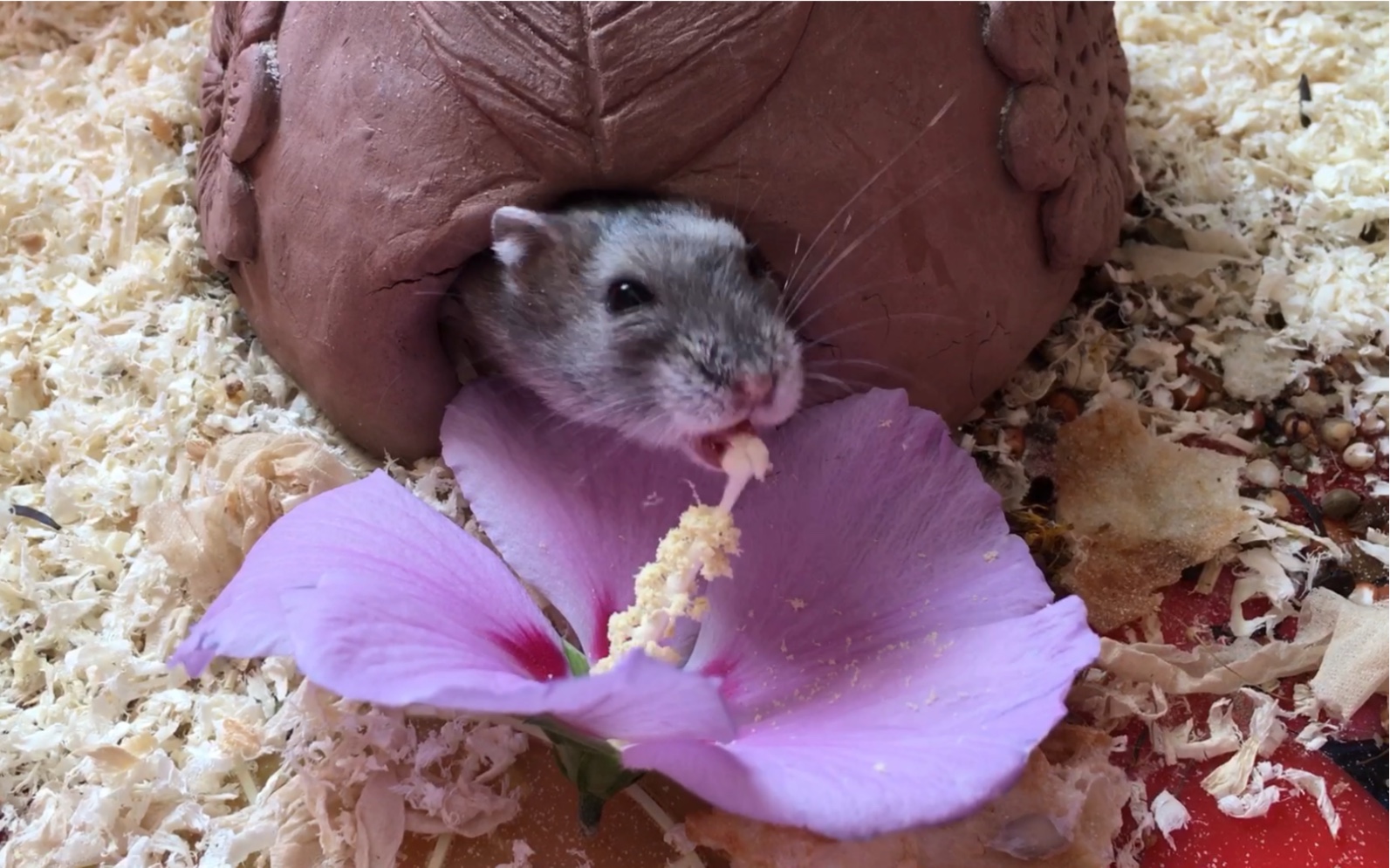 仓鼠吃芝麻舔木槿花粉