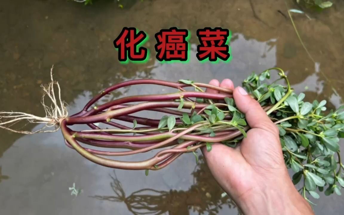 农村常见的"化癌菜",多数人不知道它的强大,市上还能卖8元斤