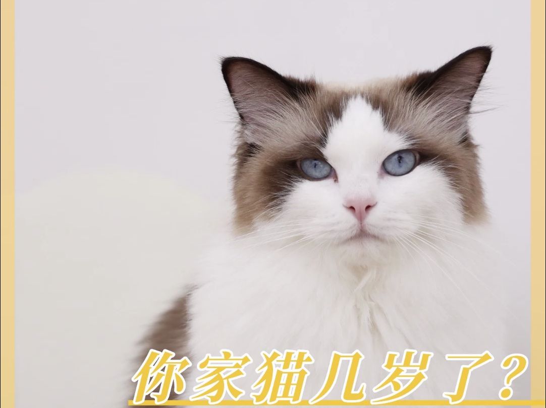 猫咪年龄正确算法,你家猫几岁了哔哩哔哩bilibili