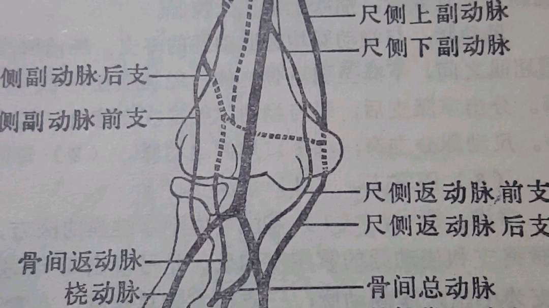 图144肱动脉及其分支(右侧)哔哩哔哩bilibili