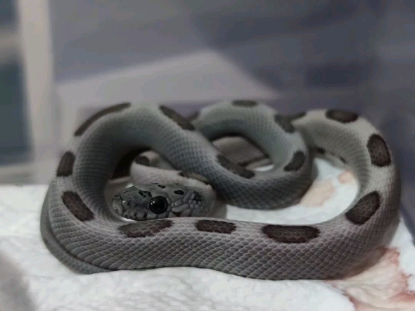 (玉米蛇苗子)你也喜欢黑色吗~74炭黑,木炭系列.