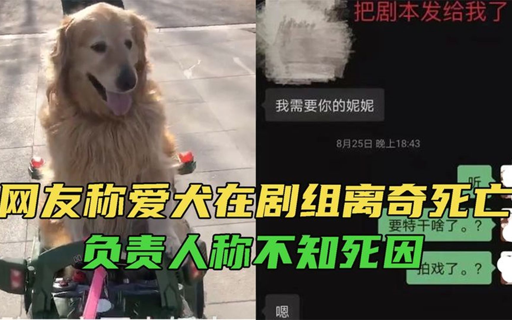 网友称爱犬在剧组离奇死亡,满嘴泥沙和血,负责人回应惹众怒!哔哩哔哩bilibili