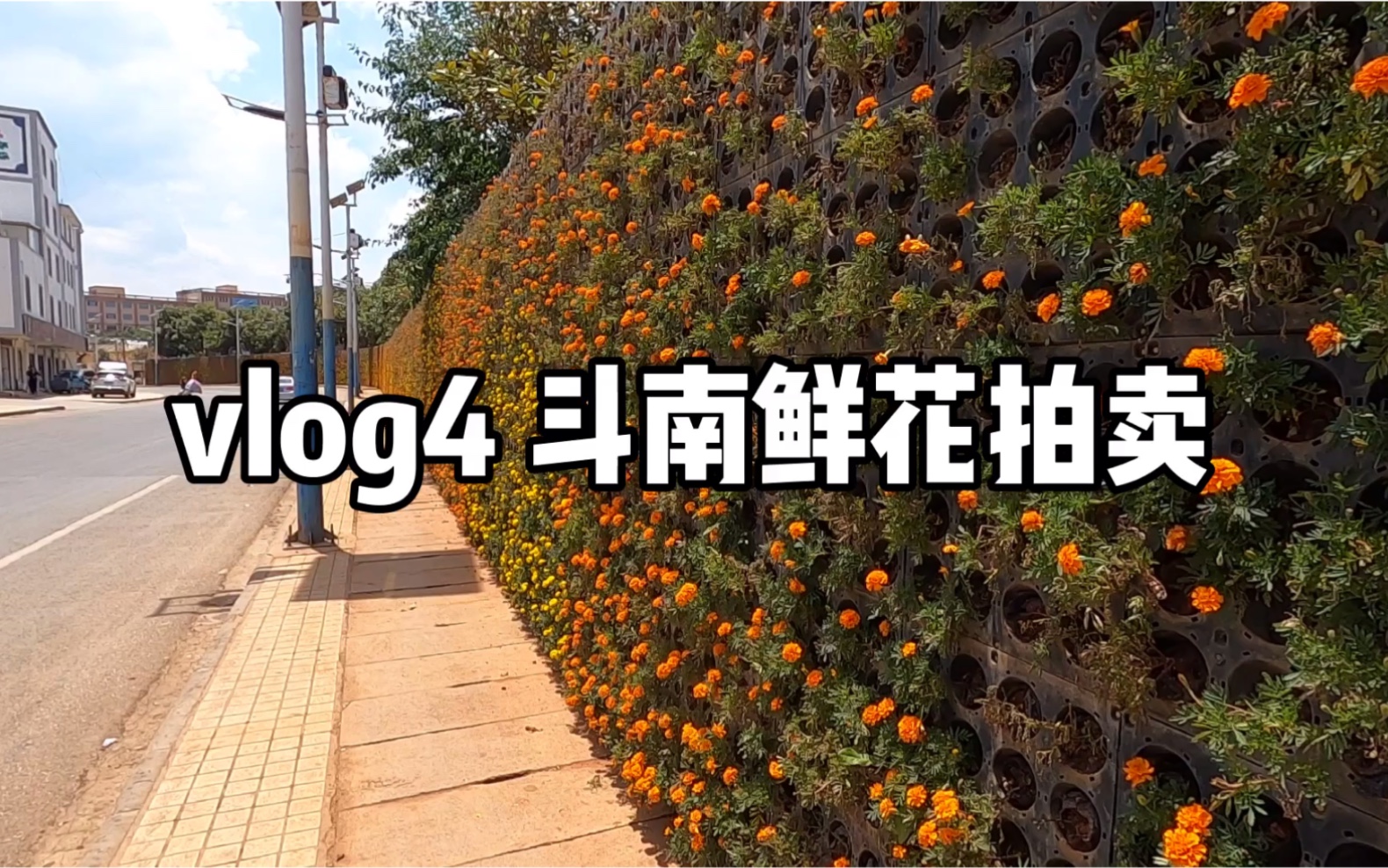 vlog4 见识一下鲜花拍卖/斗南花市的运作方式哔哩哔哩bilibili