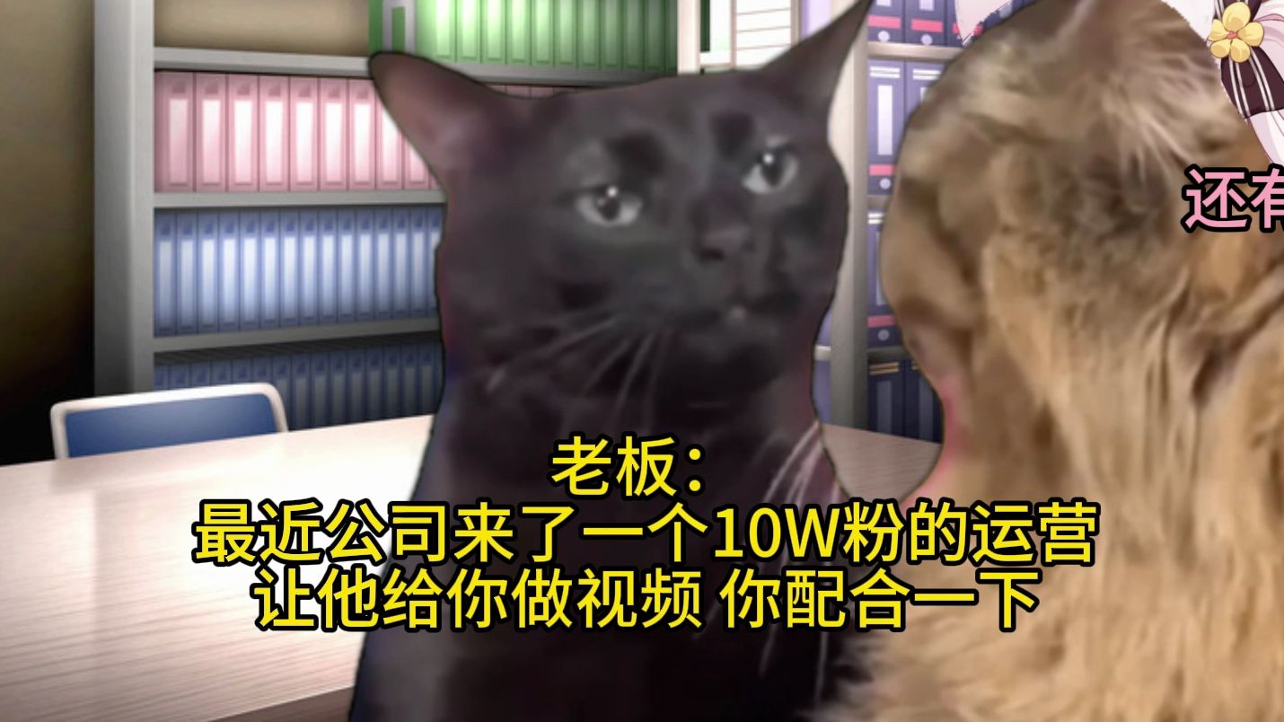 【猫meme】公司新来了一位10W运营来拯救我,但账号还是寄了...哔哩哔哩bilibili