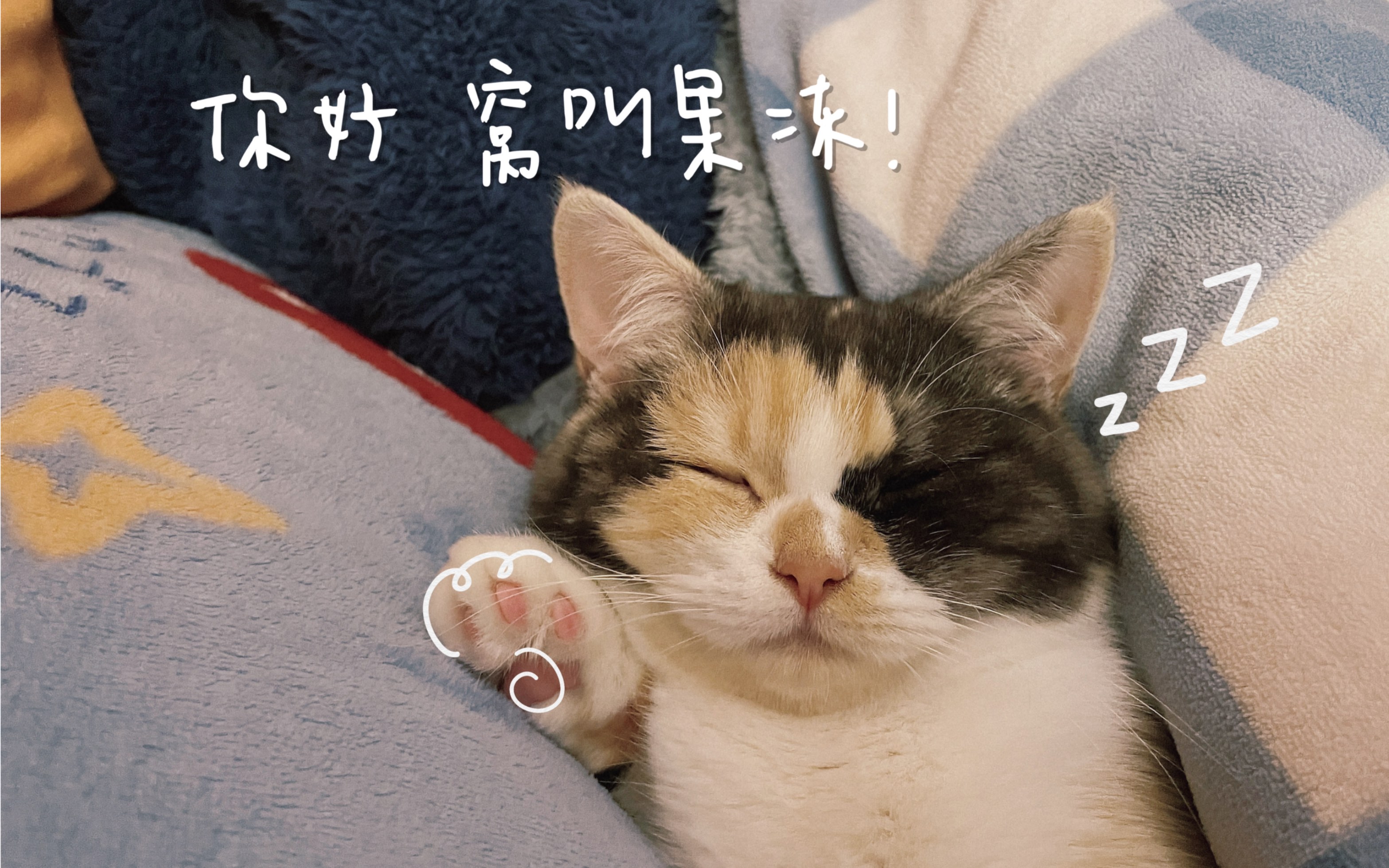 victoria live 21 - 果冻猫咪