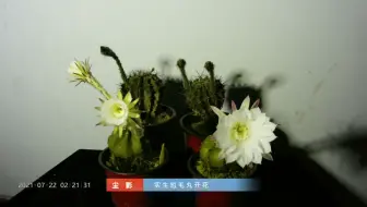 仙人球 短毛丸开花啦 哔哩哔哩 Bilibili