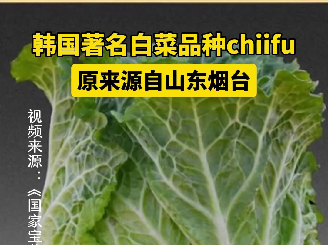 韩国著名白菜品种“chiifu”原来源自山东烟台啊哔哩哔哩bilibili