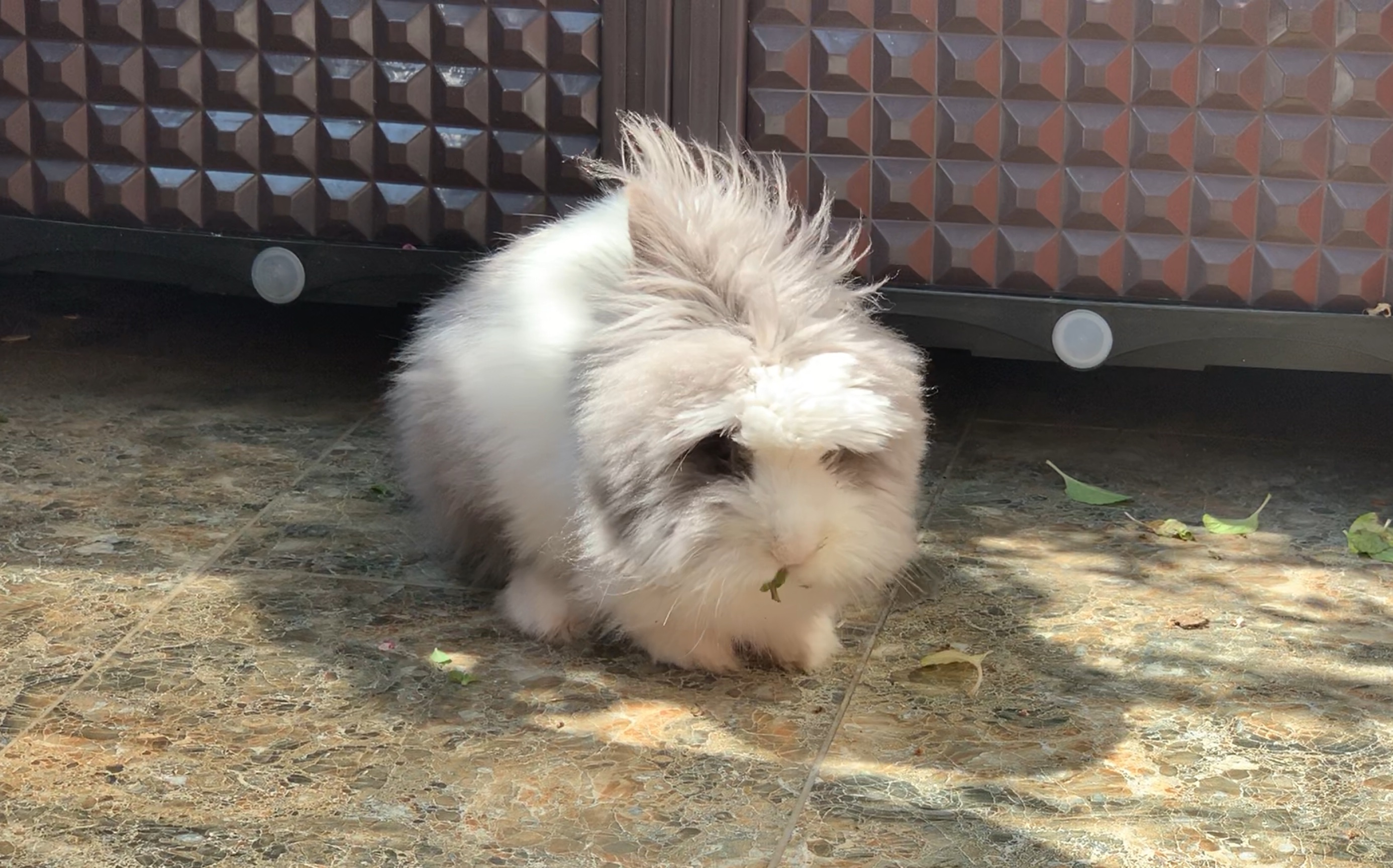 【兔子晒太阳】暖暖的阳光,我爸又给siri加餐了…_哔哩哔哩 (゜-゜)つ