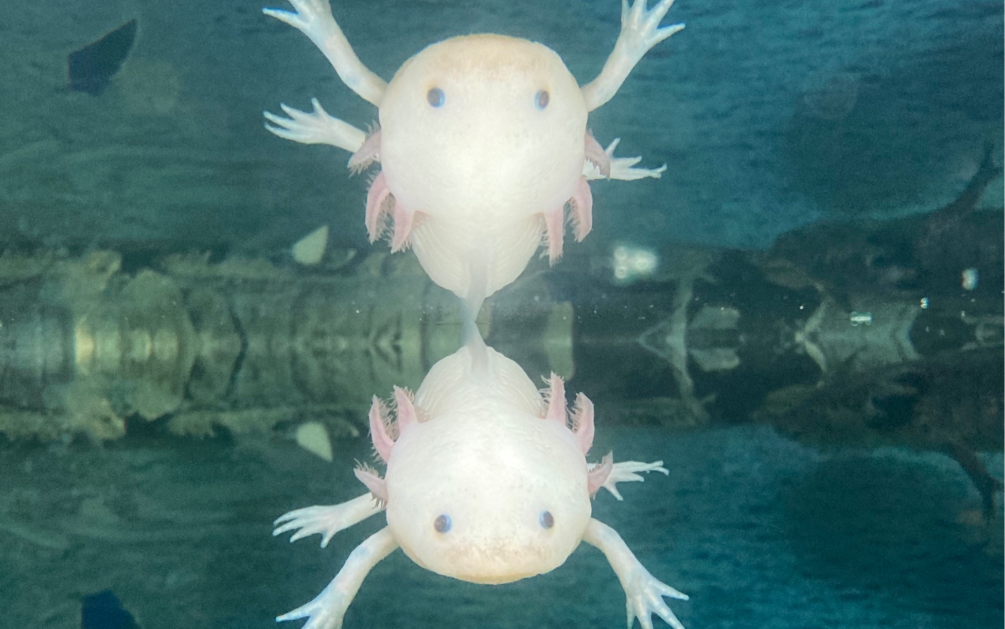 破旧水族馆里的蝾螈宝宝