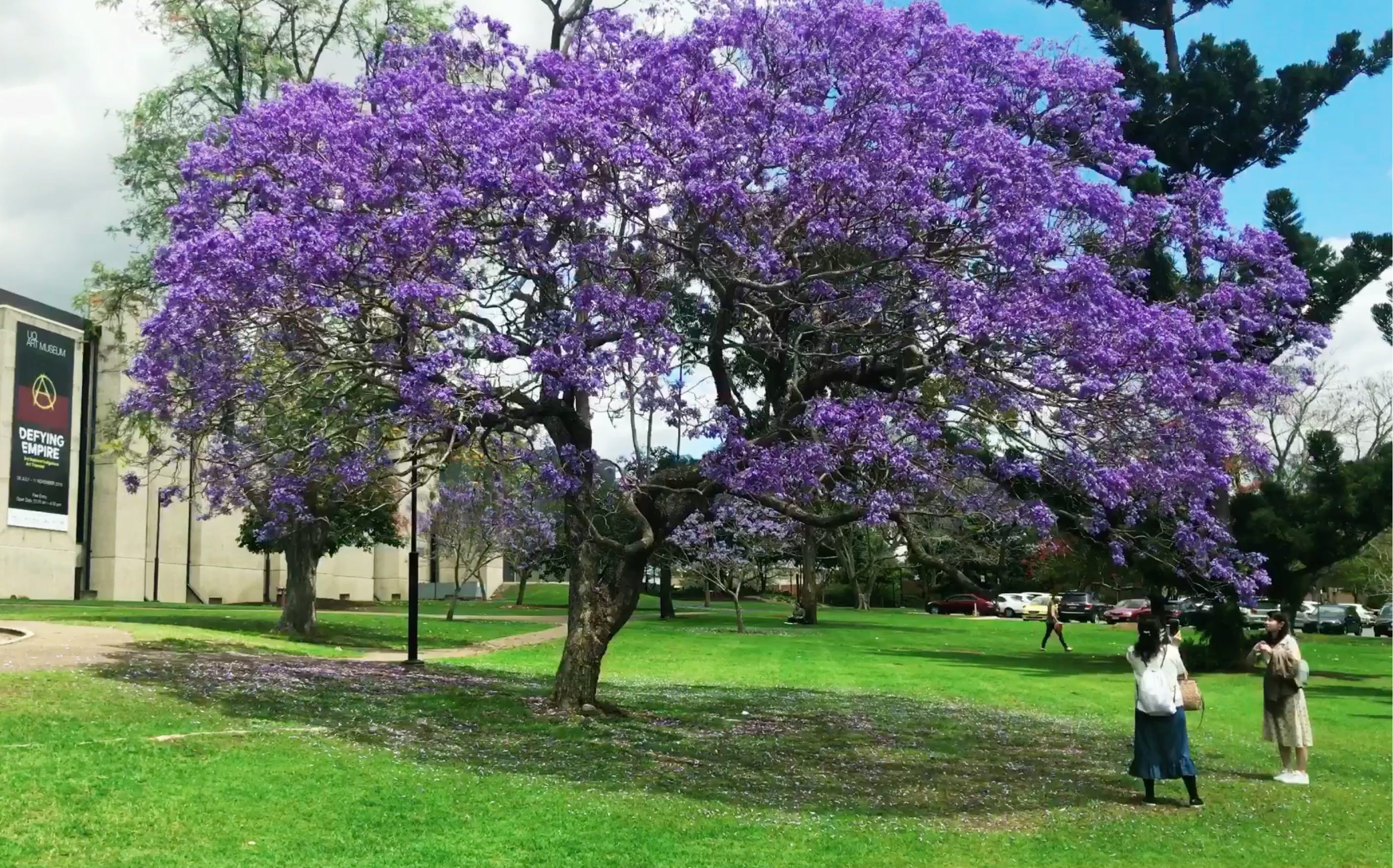 南半球最美校园?昆士兰大学蓝花楹了解一下!